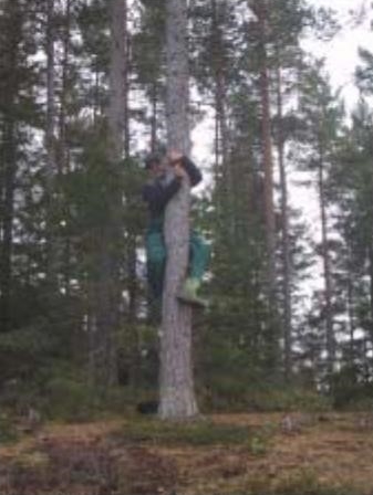 Anders i träd